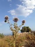 Globe thistle
